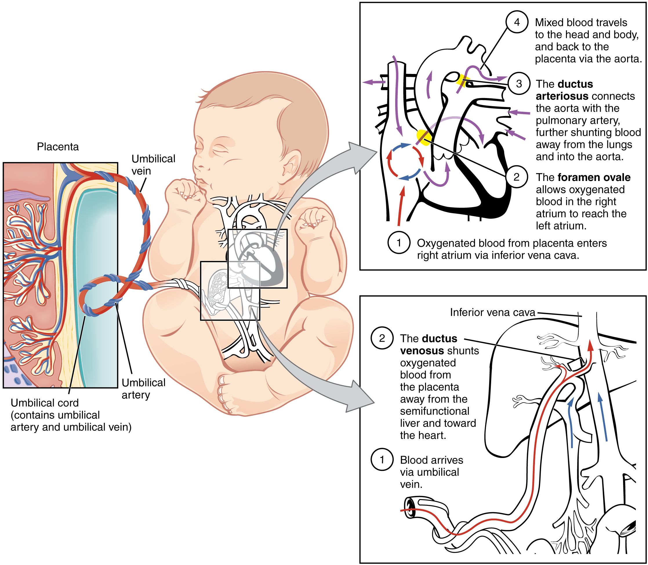 Fetal circulatory system | CHAPTER 5 | Anatomy and Physiology