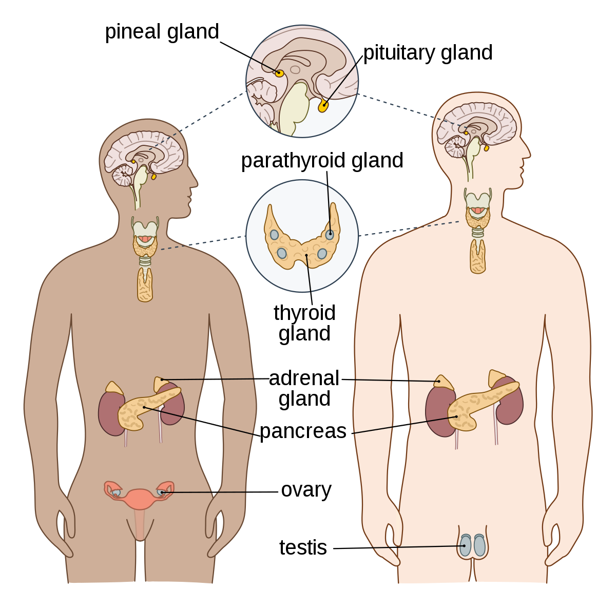 Common terminology of endocrine system | CHAPTER 6 | Anatomy and Physiology