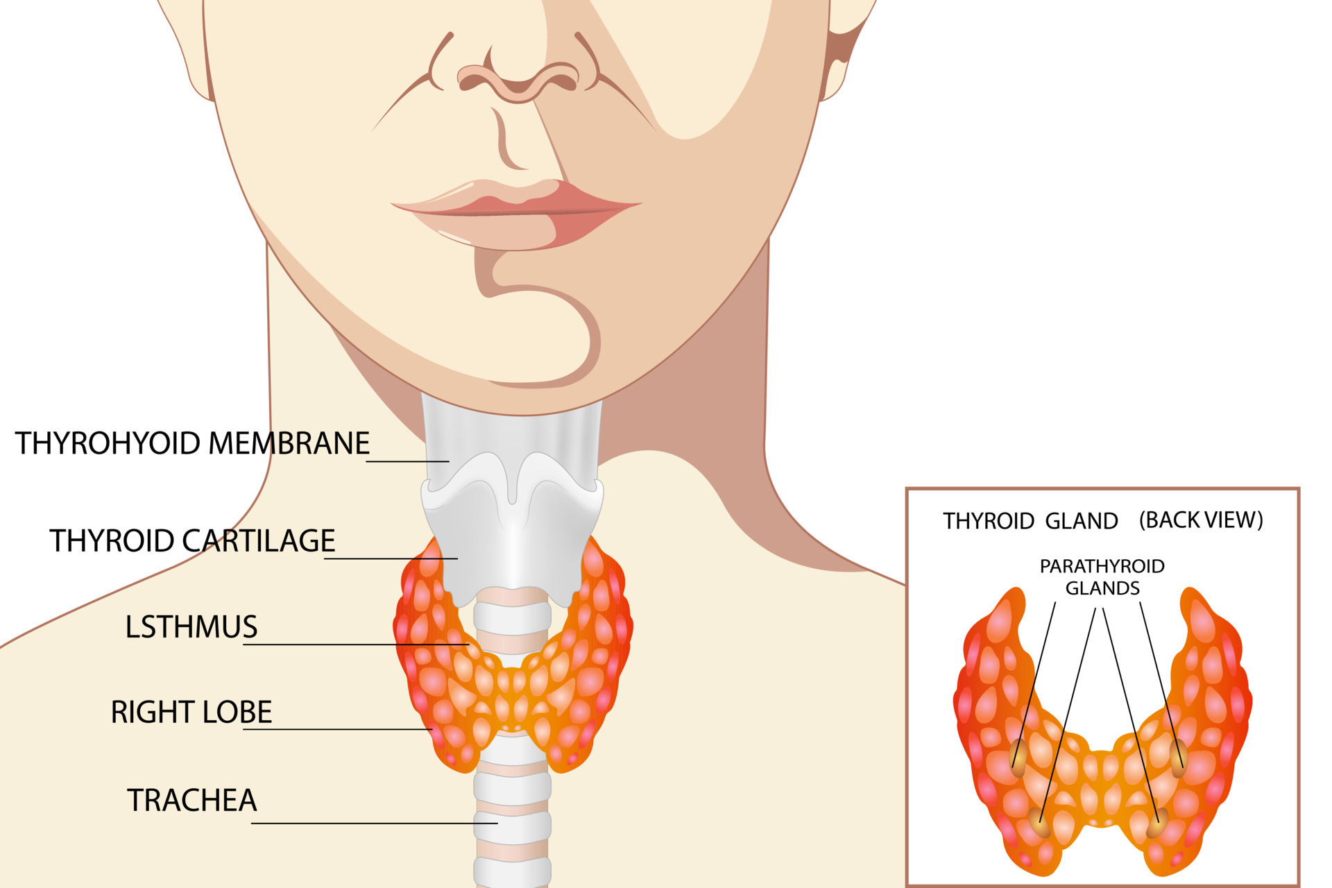 Pituitary gland | CHAPTER 6 | Anatomy and Physiology
