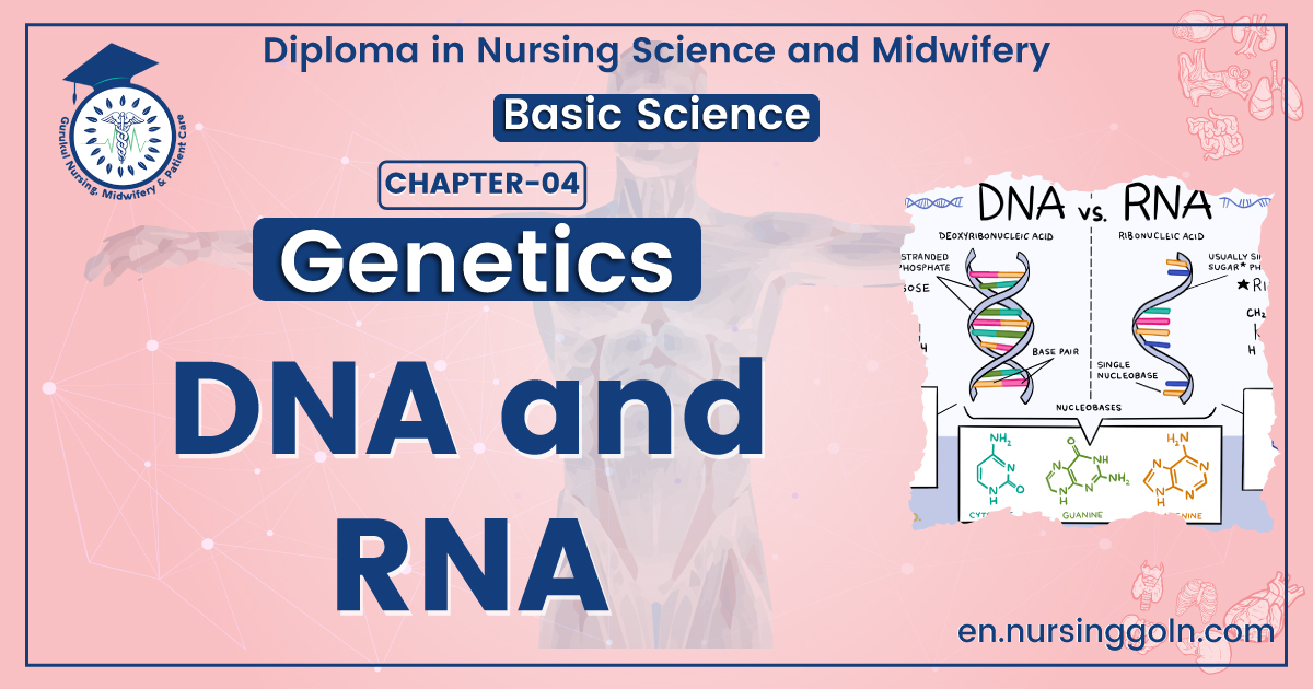 DNA and RNA