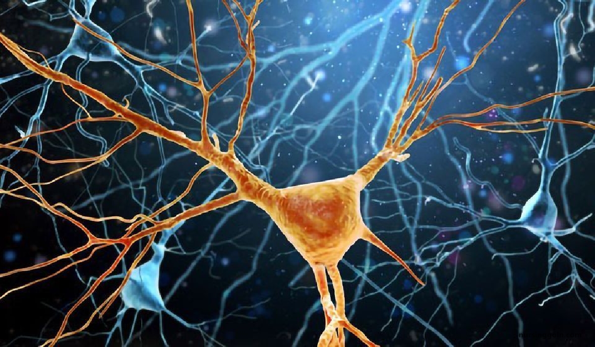 Drug Affecting Nervous System | Chapter 13 | Pharmacology