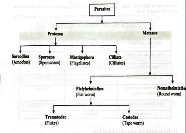 Drug Parasite