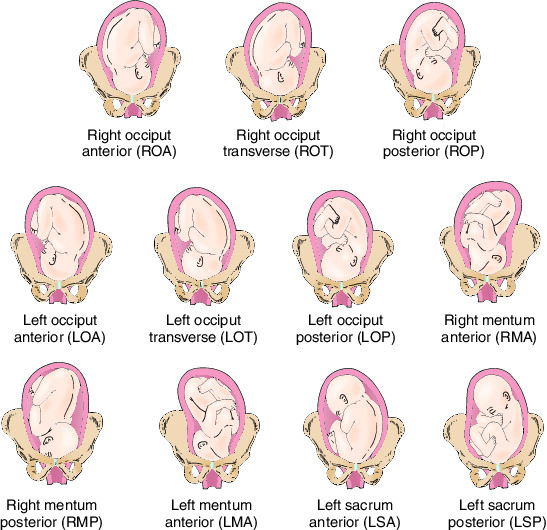 embryo and foetus