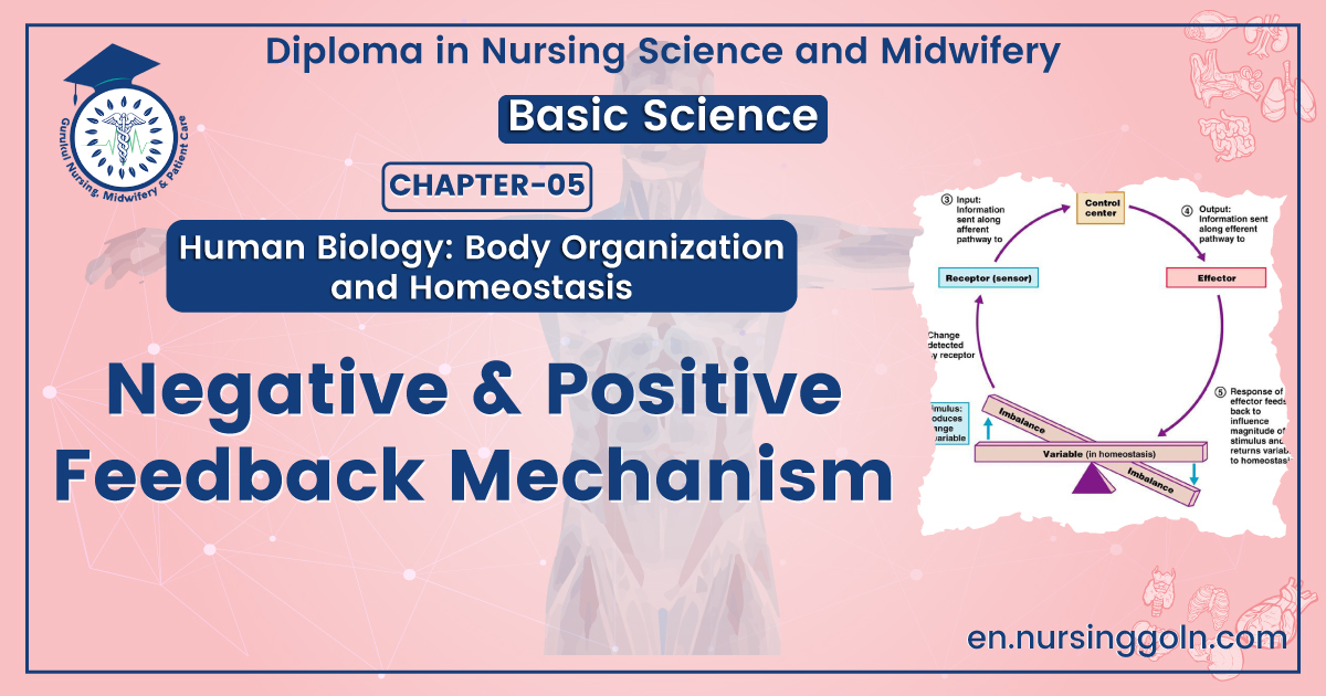Negative & Positive Feedback Mechanism