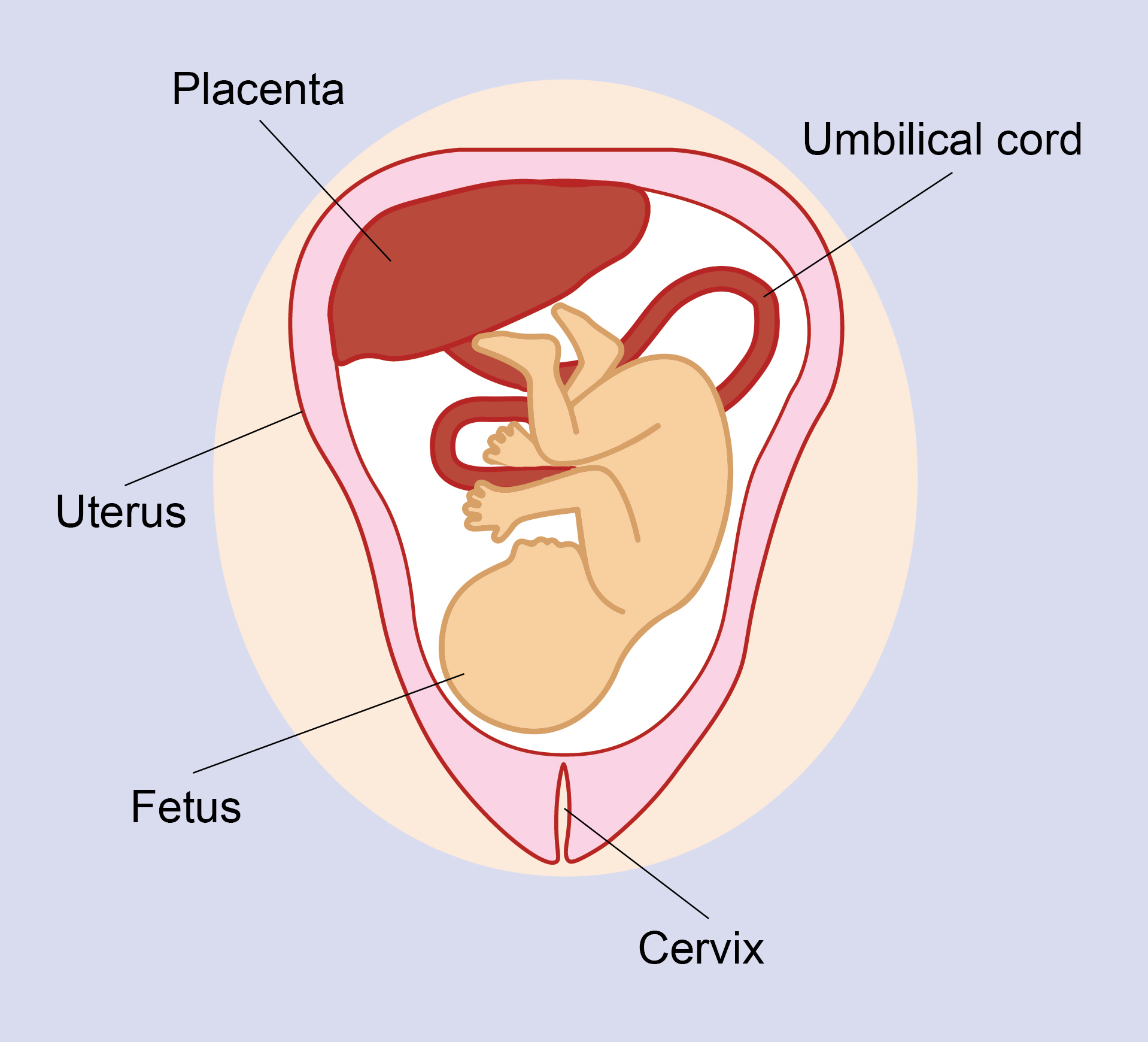 concept about placenta
