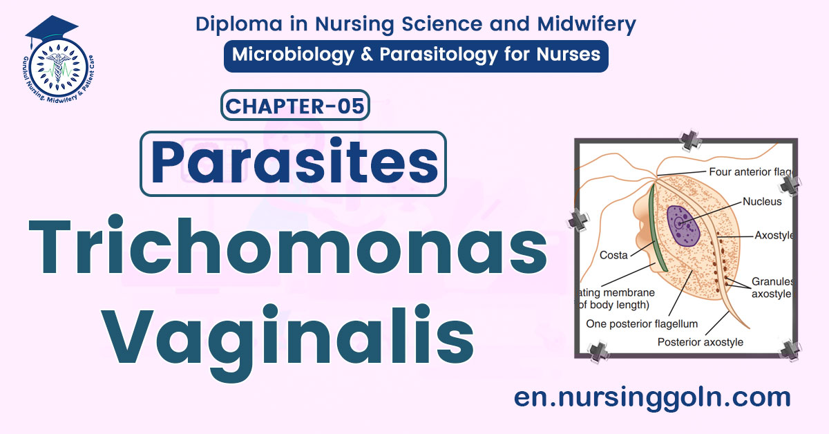 Trichomonas vaginalis | CHAPTER 5 | Microbiology & Parasitology for Nurses