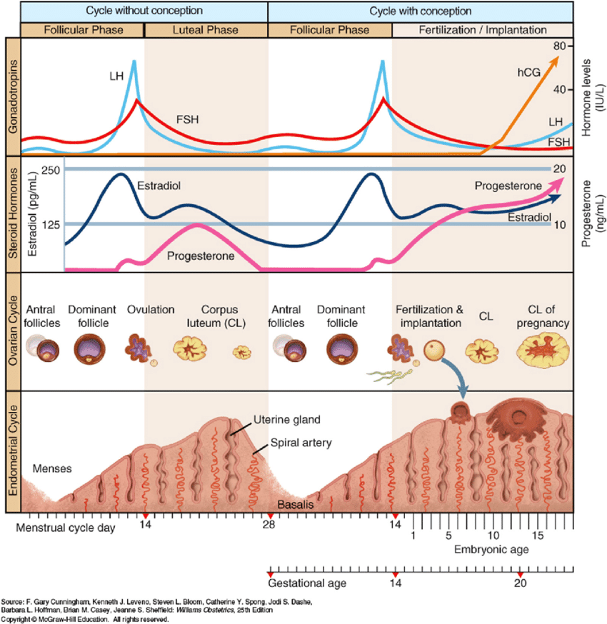 Menstruation Physiology